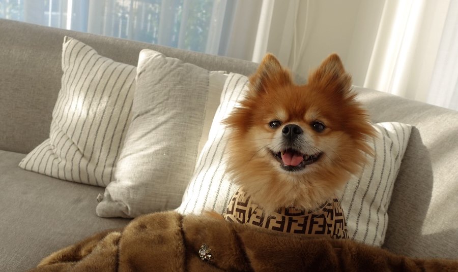 PetFriendly Hotels Near Malibu Cambria Hotel Calabasas